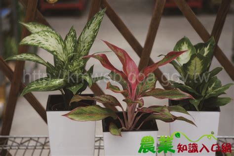 黛粉葉紅|粗肋草與黛粉葉－室內觀葉植物雙星